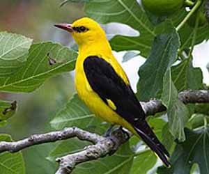 Бялзуухай (Эгэл шаргагч, Шаргагч бялзуухай)